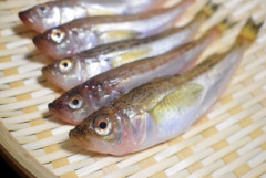 【悲報】「秋田のハタハタ」が空前の不漁　ピークの2万トンから6トンまで減少