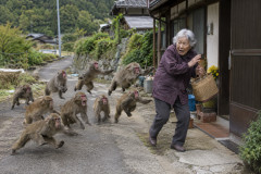 【悲報】70代女性、サル10匹に追いかけられる