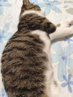 猫可愛い（※画像あり）