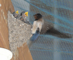 「ツバメが減っている」　人が外敵から守るはずがなぜ　野鳥専門家「大切にする気持ち薄れた」