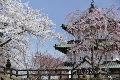 【悲報】青森県の出生数、初の5000人割れ