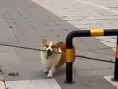 犬が長い枝を運んできた。やっぱり引っかかって通れない → そんなふうに考えていた時期が俺にもありました…