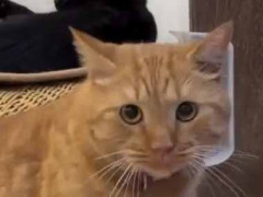 今日はちょっと気温が高い。そんな日はこんなベッドだ！ → 猫は自分でこうします…