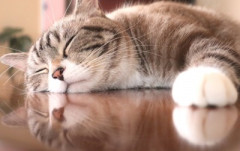 最近飼ってたネコが死んだワイ、誰も居ない部屋なのについネコの名前を呼んでしまう