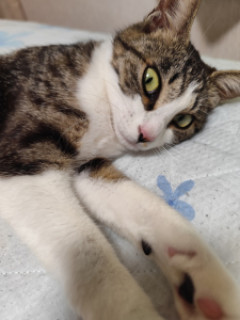 1歳の猫が部屋に慣れてきた