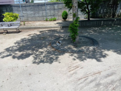 【画像】散歩してたらネコいたよ