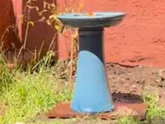 アレは妖精かな？ 庭に水色の噴水があった → かわいい子が水浴びに来ていました…
