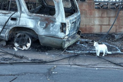 【動画】イッヌ、部屋の中でキャンプファイヤーをする