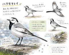 最近鳥に興味がある