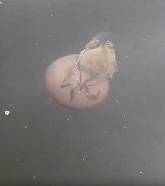 【動画】カニ「お、クラゲやんけ！上に乗ったろ！」w