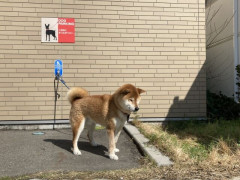 コンビニに置き去られた柴犬、無事飼い主の元へ戻る