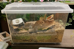 【悲報】カブトムシ飼ったことある奴にしかわからないこと