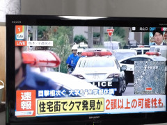 宇都宮住宅街にクマが迷い込む 警察車両と猟友会が多数集結で大騒ぎに （※画像あ井r）