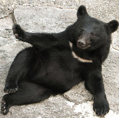 【速報】ひるおびにクマｗ