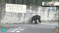 【（・(ｪ)・）】宇都宮市のクマ確保　麻酔銃2発を発射し檻の中へ
