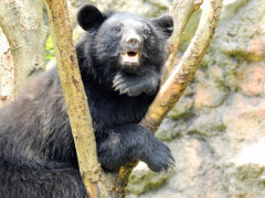 クマが進化して得たら嫌な能力wwwww