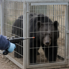 宇都宮市のクマ確保 麻酔銃2発を発射し檻の中へ   #（・(ｪ)・） |  クマが出るとかどこのど田舎だよw  |  山に帰してほしい