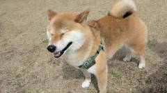 【衝撃】柴犬、クマに襲われてしまった結果・・・・・