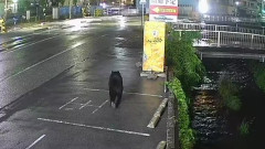 宇都宮市のクマ確保！麻酔銃2発を発射し檻の中へ