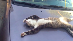 【画像】朝、出勤しようとしたら車がこうなっていたらどうする？