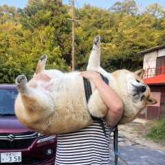 【画像】ワイ、太り過ぎた豆柴を見て泣く😭