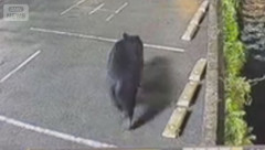 【動画】宇都宮の熊ｗｗｗｗｗｗｗｗ