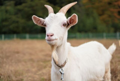 田舎に住んでるんやが、ヤギって飼うのありだと思う？