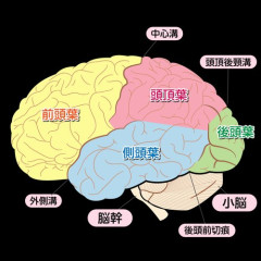 【悲報】一生自分の頭から出られない＝他人の思考回路は絶対に理解出来ないってヤバくね？
