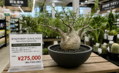 高級植物（27万5000円）の値札を3938円に貼り換え購入しようとした男を逮捕