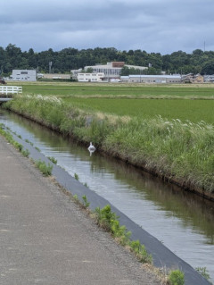 【画像】X民「用水路に白鳥おるやんけ！」→近づいてみた結果ｗｗｗｗ