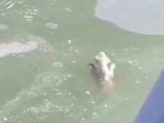 子犬が凍っていた池に落ちてしまった。男が石を投げて水の深さを確かめる → すると…