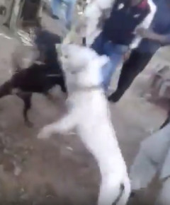 【動画ｗ】白イッヌと黒イッヌのバトル、とんでもない結末になるｗ