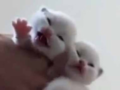 両手いっぱいの子ネコたちがいた。ウニャウニャ元気に鳴いている → あっという間です…
