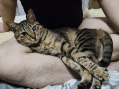 ワイの猫、人の膝が好き（※画像あり）