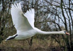 【悲報】鳥って空飛んでる時って怖くないん？