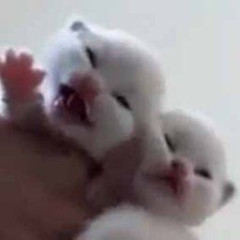両手いっぱいの子ネコたちがいた。ウニャウニャ元気に鳴いている→あっという間です…