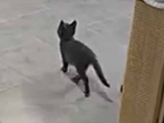 新入り子猫が遊べるようにオモチャを置いてみた。ほれほれ♪ → 優しい先住猫がこうします…