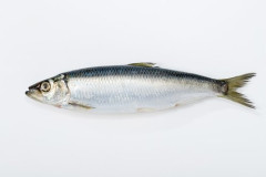 【困惑】サーモンとサバ高騰で「あの魚」さんが救世主になってしまう・・・・・・・・・