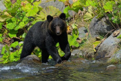 識者「クマの襲撃は『力士がナイフ持って原付で走ってくる』ようなもの」