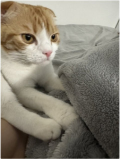猫がずっと不機嫌な顔してるんだが