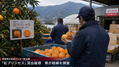 【PICKUP】愛媛産の高級かんきつ新品種が中国に流出した可能性が浮上 愛媛県「中国での品種登録も申請中...