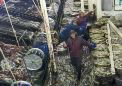 「世界のイカの70％を根こそぎ漁獲」…中国の無法船団、サメまで絶滅に追い込む！