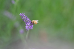 いい天気だからラベンダー畑で蜂を撮ってきた🪻🐝📸（※画像あり）
