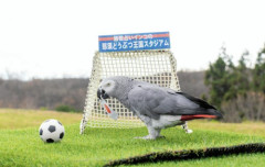 占いインコ「オリビア」　W杯日本代表の1次リーグ「3連勝」と予想「負けられない戦い」