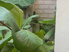 【ファンタジー】 庭に大きな葉が生い茂っていた。そっとのぞいて見てごらん♪ → お分かりいただけるだろうか…