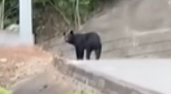 宇都宮に出没したクマ捕獲でまた…「殺さないでくれ」「山に逃がせ」と役所に電話殺到で担当者は疲弊