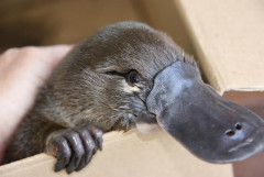 海外「お前らの国の見た目が愉快すぎる動物を教えてくれ！」Part2