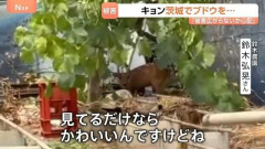 【悲報】キョン、ブドウをムシャムシャ
