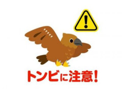 【動画】トンビに襲われる女ｗｗｗｗｗｗｗｗｗ