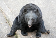 でもツキノワグマくらいなら勝てそうな気がするよな